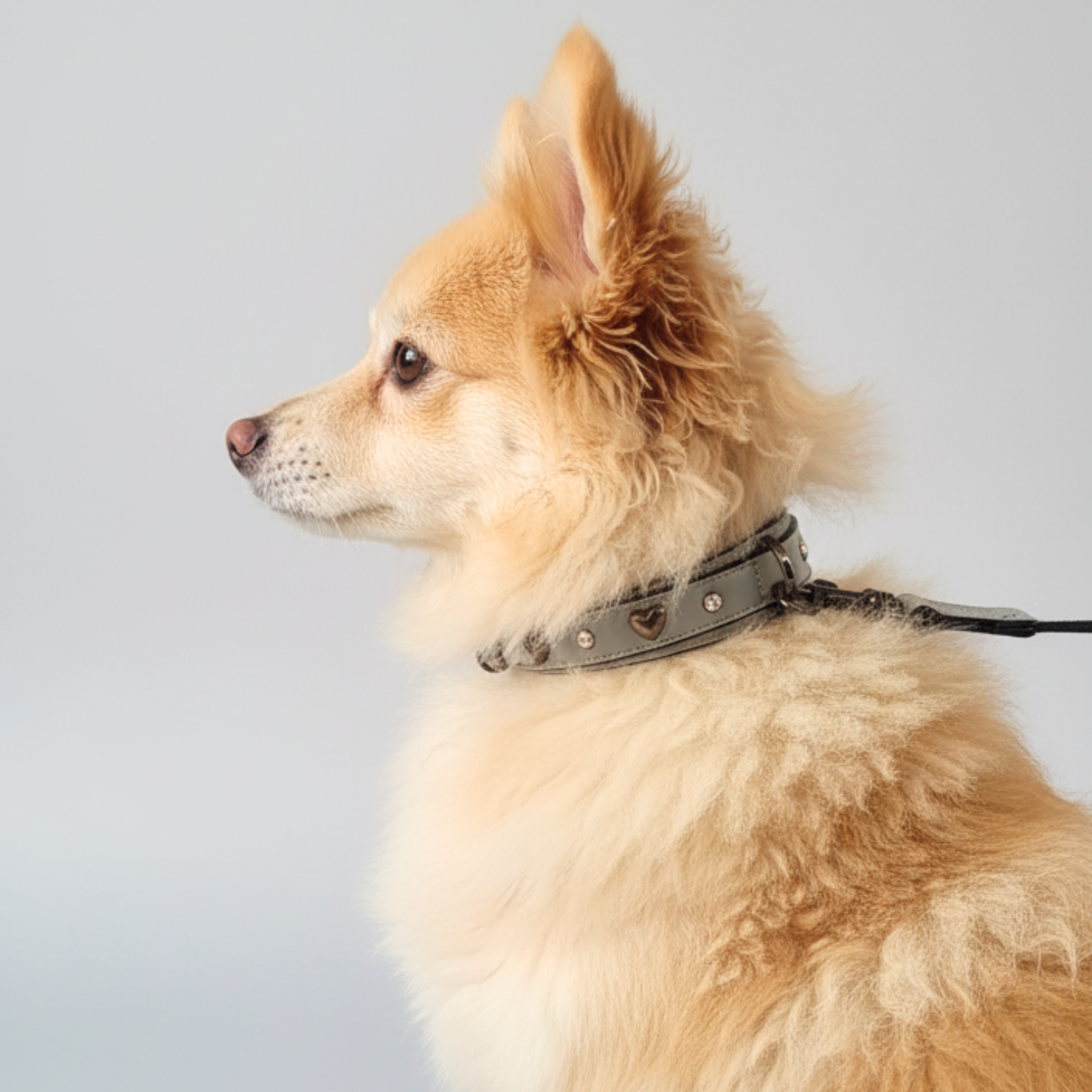 Set Collare con Cristalli e Guinzaglio in Pelle per Cani